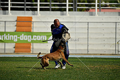 Nexor vom Brunsbeker Land