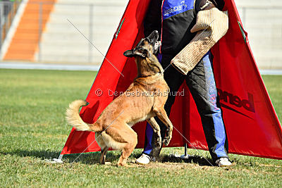 Nexor vom Brunsbeker Land