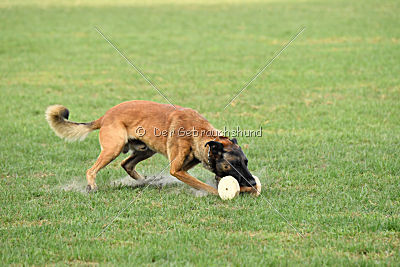 Nexor vom Brunsbeker Land