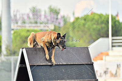 Nexor vom Brunsbeker Land