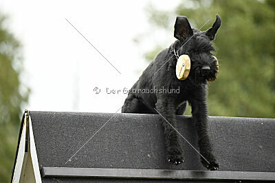 Niara vom Hatzbachtal