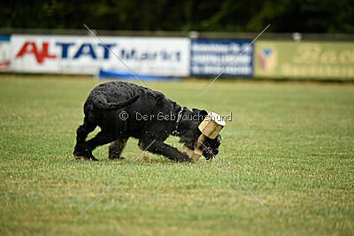 Niara vom Hatzbachtal