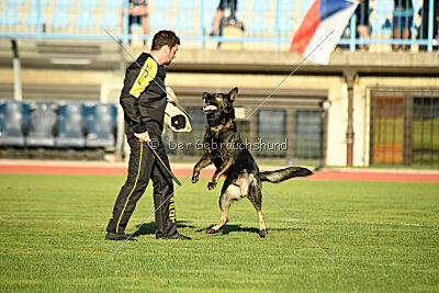 Nico z Lomeckého polesi