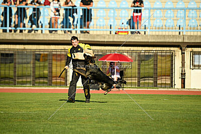 Nico z Lomeckého polesi