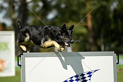 Nitra vom Eisernen Kreuz