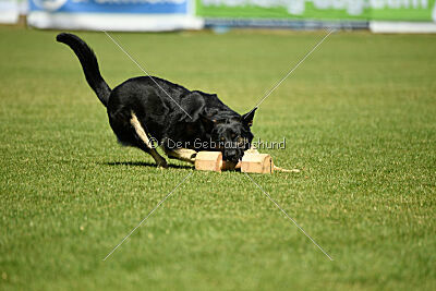 Nitra vom Eisernen Kreuz