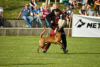 Néron de la Plaine des Cheyennes