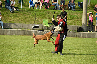 Néron de la Plaine des Cheyennes