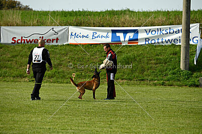 Néron de la Plaine des Cheyennes