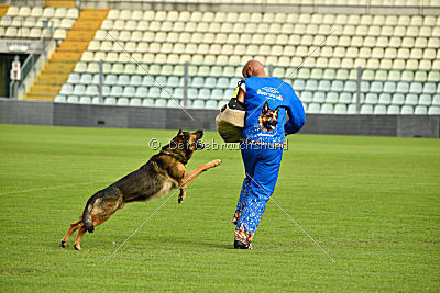 Obi Wan Kenobi vom Wolfsblick