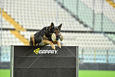 Obi Wan Kenobi vom Wolfsblick