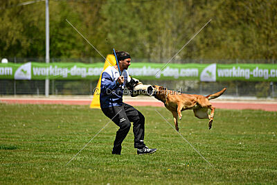 Odysseya de la Mamba Noire