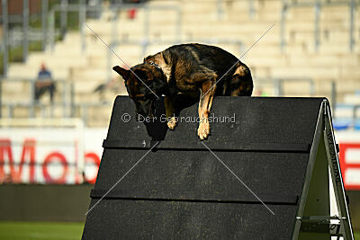 Oetzi aus der Königshöhle