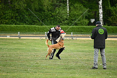 Ojemine vom Mecklenburger Büffel