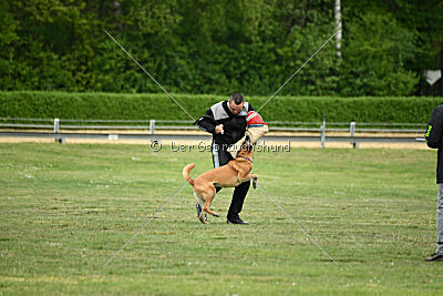 Ojemine vom Mecklenburger Büffel