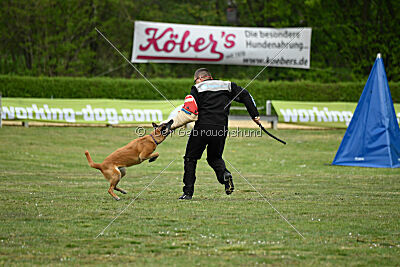 Ojemine vom Mecklenburger Büffel