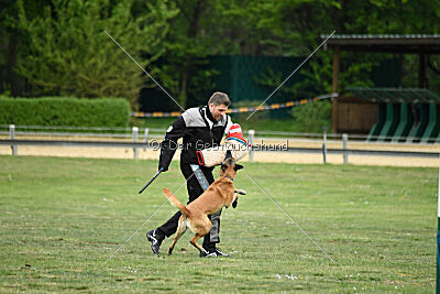 Ojemine vom Mecklenburger Büffel