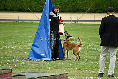 Ojemine vom Mecklenburger Büffel