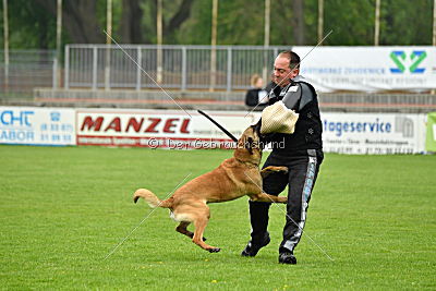 Omen vom Mecklenburger Büffel