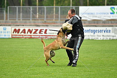 Omen vom Mecklenburger Büffel