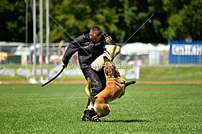 Omen vom Mecklenburger Büffel