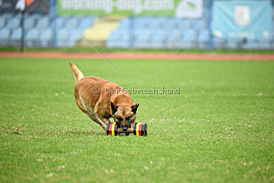 Orus des pas des bêtes