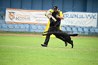 Panther z Berounské bašty