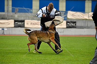 Parendo Vinces Captain Koons