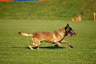 Patriot Dei Bonaccorso