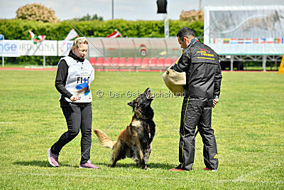 Perfect Rocket de la Rouquine