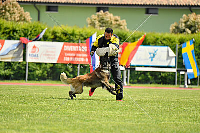 Perfect Rocket de la Rouquine