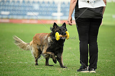 Perfect Rocket de la Rouquine