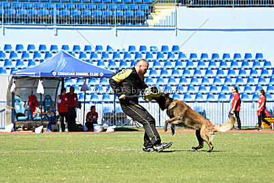 Perfect Rocket de la Rouquine