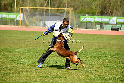 Phenix de Orelav