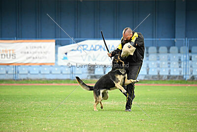 Phil vom Kämpferherz