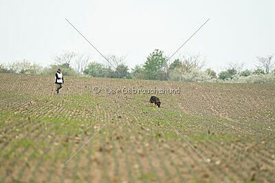 Pirate Du Domaine Jeff