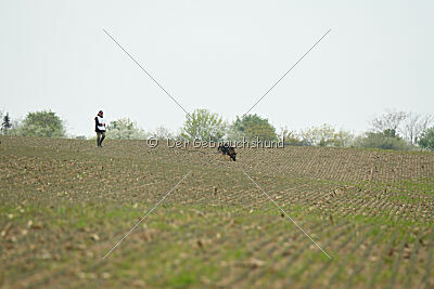 Pirate Du Domaine Jeff