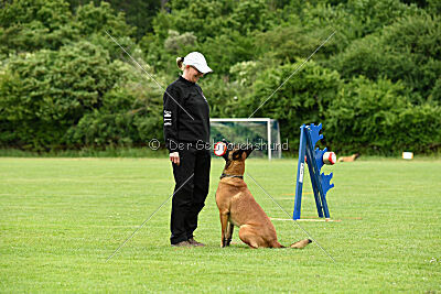 Primus vom Drachenherz