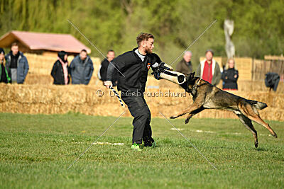 Punky de la Legion du Nord