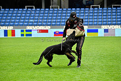 Qer z Lomeckého polesí
