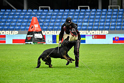 Qer z Lomeckého polesí