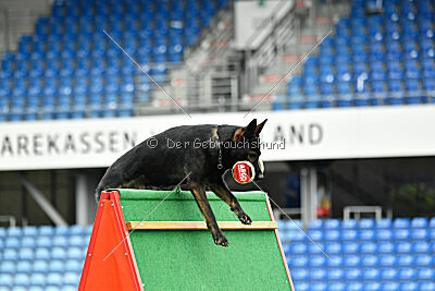 Qer z Lomeckého polesí