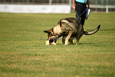Quattro vom Wolfsdreieck