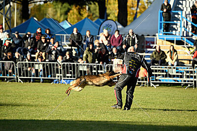 Quick vom Hierschenwieshof