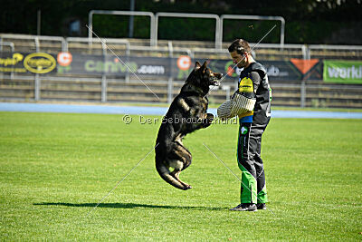 Quincy vom dunklen Zwinger