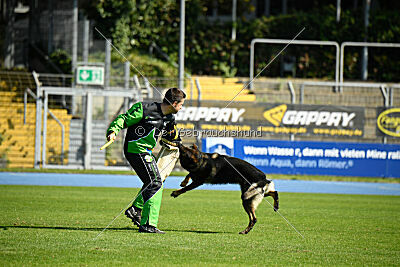 Quincy vom dunklen Zwinger