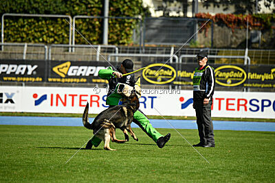 Quincy vom dunklen Zwinger