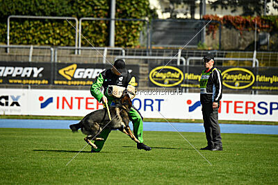 Quincy vom dunklen Zwinger