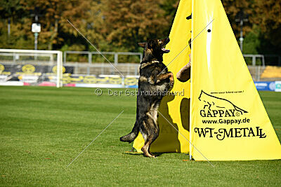 Quincy vom dunklen Zwinger