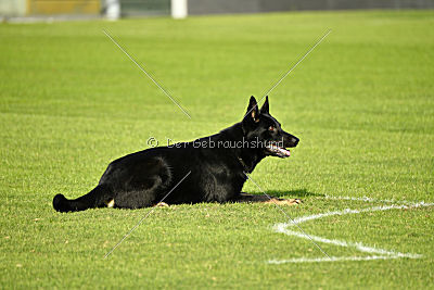 Ramses von Brand Schwanen